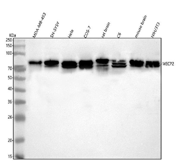 Anti-MECP2 Antibody
