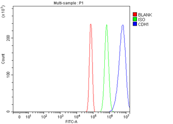 Anti-E-cadherin/Cdh1 Antibody
