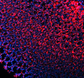 Anti-E-cadherin/Cdh1 Antibody