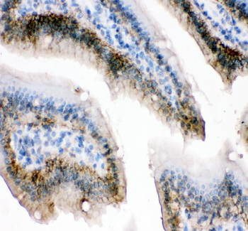Anti-E-cadherin/Cdh1 Antibody