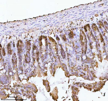 Anti-E-cadherin/Cdh1 Antibody