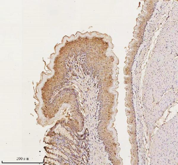 Anti-E-cadherin/Cdh1 Antibody