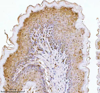 Anti-E-cadherin/Cdh1 Antibody
