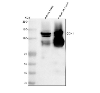Anti-E-cadherin/Cdh1 Antibody
