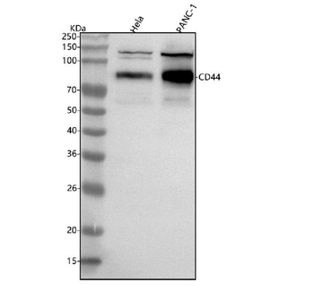 Anti-CD44 Antibody