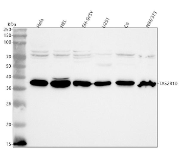 Anti-TAS2R10 Antibody