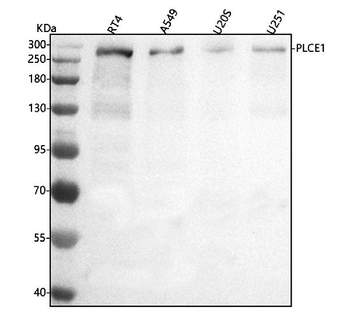 PLCE1 Antibody