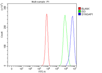 SYNGAP1 Antibody