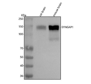 Anti-SYNGAP1 Antibody