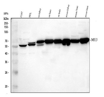 Anti-ME3 Antibody