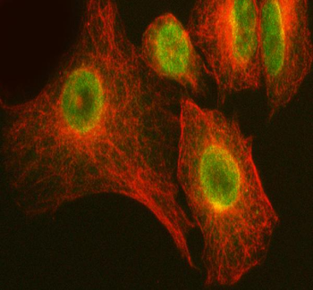 Anti-LARG/ARHGEF12 Antibody