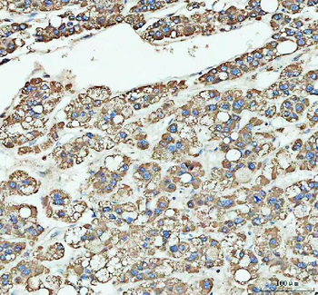 Anti-LARG/ARHGEF12 Antibody