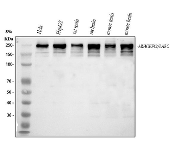 Anti-LARG/ARHGEF12 Antibody