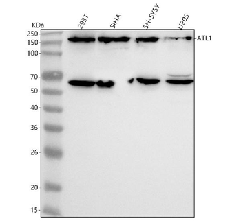 Anti-ATL1 Antibody