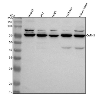CAPN5 Antibody