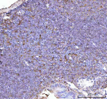 Anti-p47 phox/NCF1 Antibody