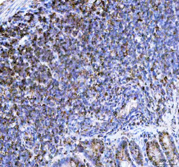 Anti-p47 phox/NCF1 Antibody