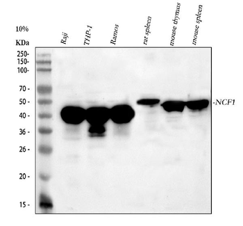 Anti-p47 phox/NCF1 Antibody