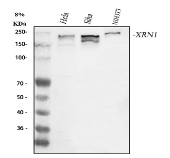 Anti-XRN1 Antibody