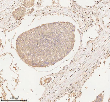 Anti-ARHGEF7 Antibody