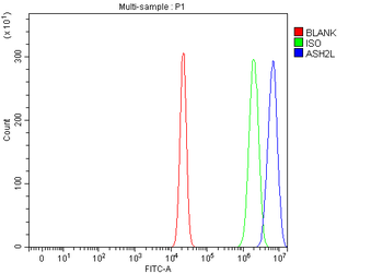Anti-ASH2L Antibody