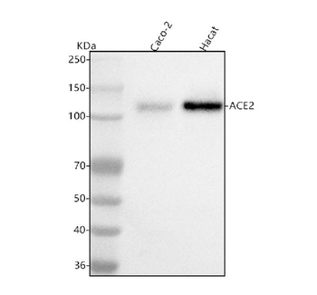 ACE2 Antibody