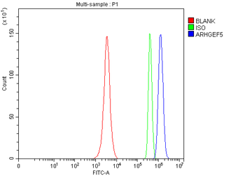 Anti-ARHGEF5 Antibody