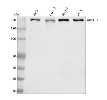 Anti-ARHGEF5 Antibody