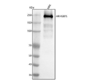 Anti-ARHGEF5 Antibody
