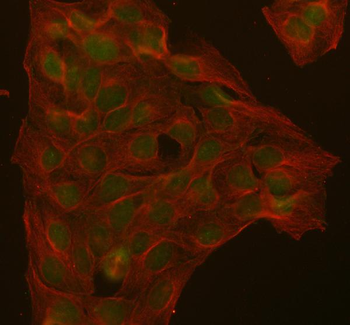 ABL1 Antibody