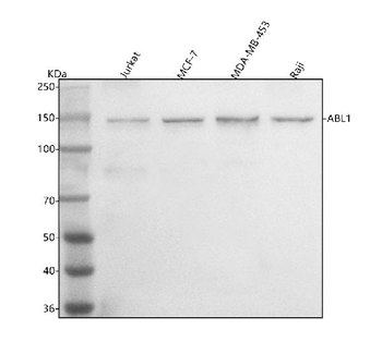 ABL1 Antibody