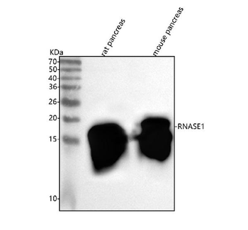 Anti-RNASE1 Antibody