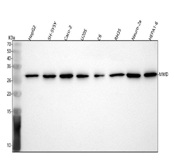 MMD Antibody