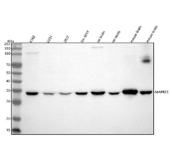 Anti-EB3/MAPRE3 Antibody
