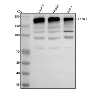 Anti-PLXNC1 Antibody