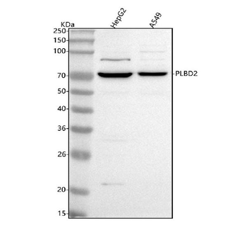 Anti-PLBD2 Antibody