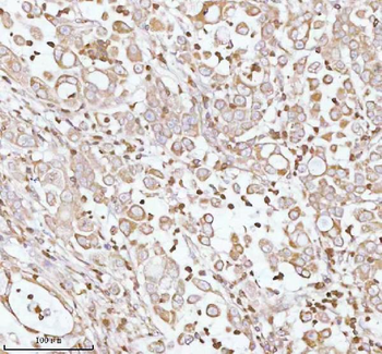 Anti-PLBD2 Antibody