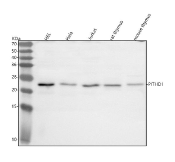 Anti-PITHD1 Antibody
