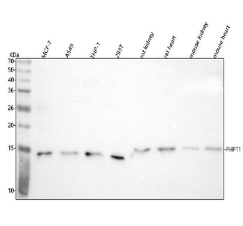 PHPT1 Antibody