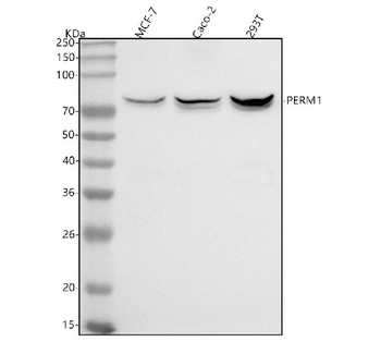 Anti-PERM1 Antibody