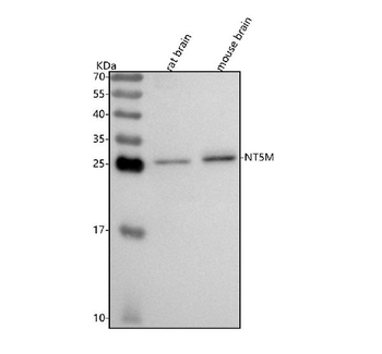 NT5M Antibody