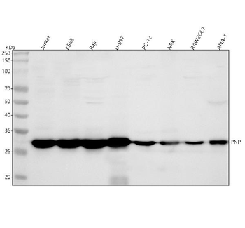Anti-PNP Antibody