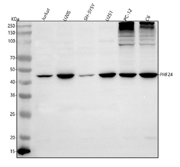 Anti-PHF24 Antibody