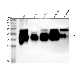 IFI30 Antibody