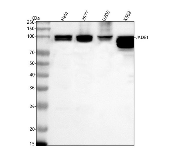 Anti-JADE1 Antibody