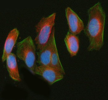 LUZP1 Rabbit Polyclonal Antibody