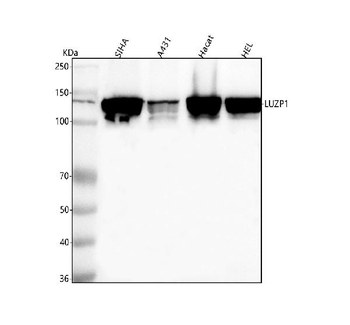 LUZP1 Rabbit Polyclonal Antibody