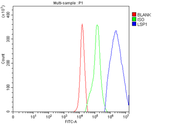 LSP1 Antibody