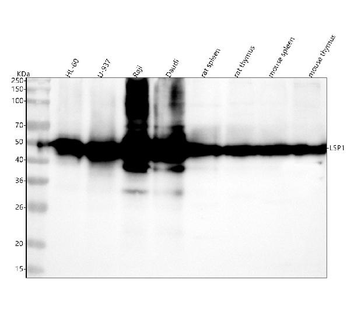 LSP1 Antibody