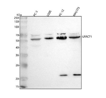 LRRC71 Antibody